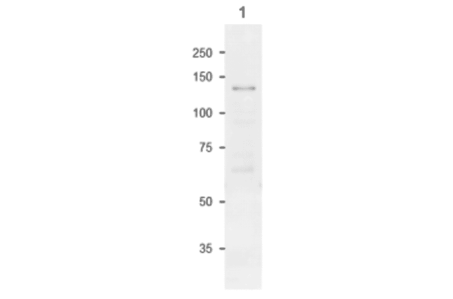 Western Blot of SPS in maize leaf extract.