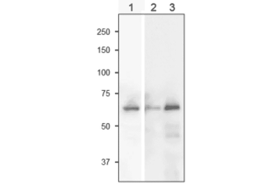Western Blot of SiR in plant leaf extract.