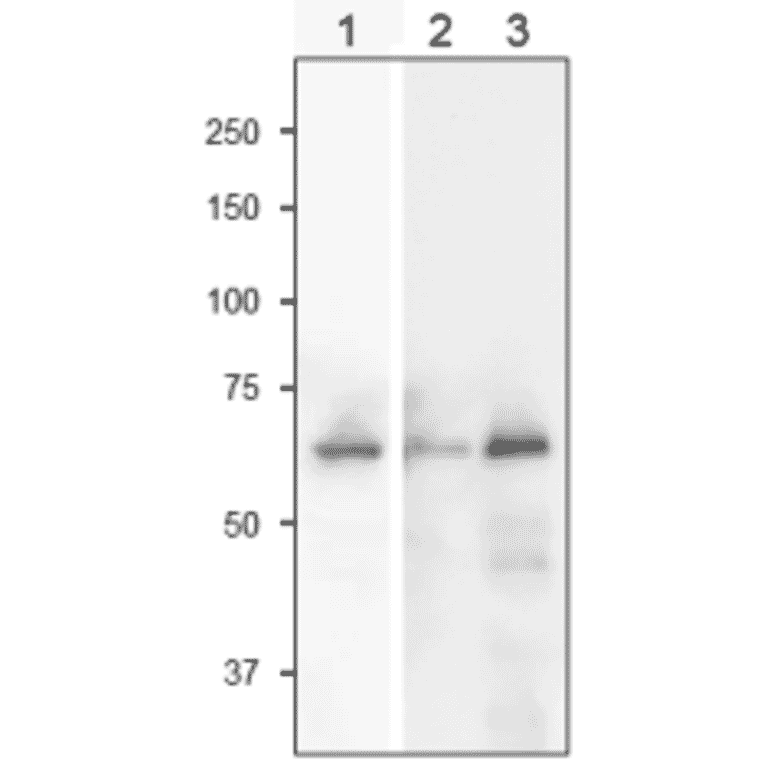 Western Blot of SiR in plant leaf extract.