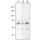Western Blot of SiR in plant leaf extract.