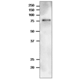 Western Blot of TGG1 in arabidopsis leaf extract.