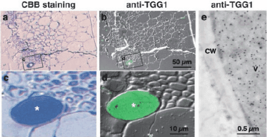 Anti-TGG1 Antibody (A101744) | Antibodies.com