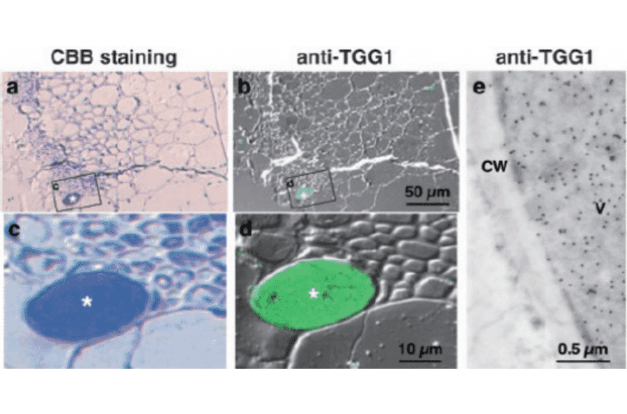 Localization of TGG1 in sections of Arabidopsis rosette leaves