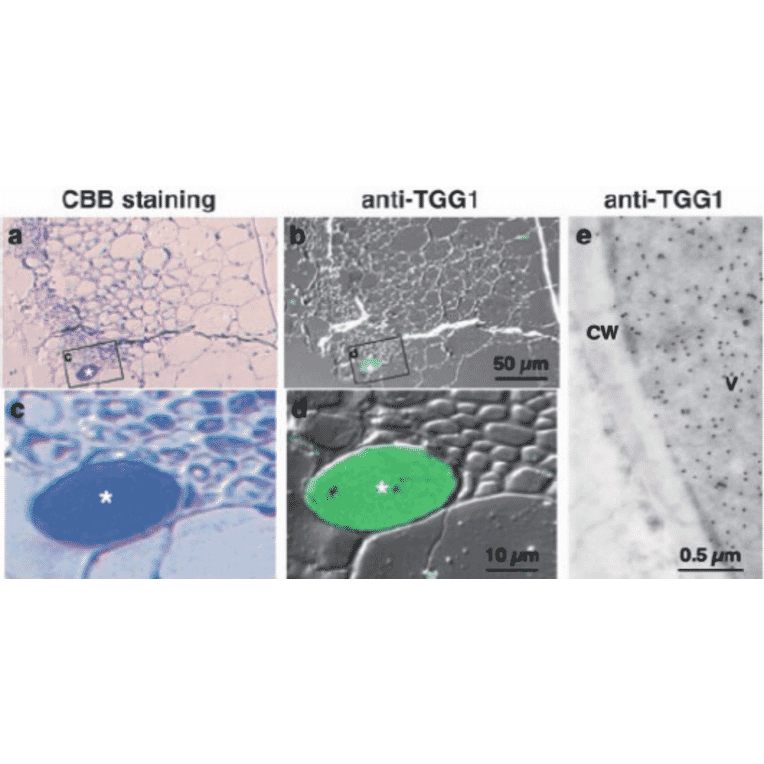 Anti-TGG1 Antibody (A101744) | Antibodies.com