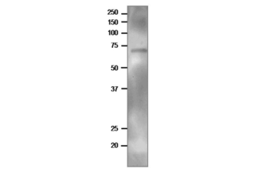 Western blot of TGG2 in crude extract of Arabidopsis leaves.