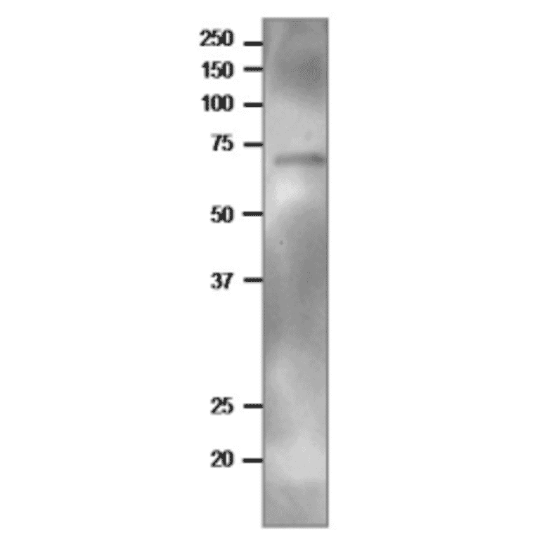 Western blot of TGG2 in crude extract of Arabidopsis leaves.