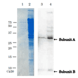 Detection of VT1 by western blotting