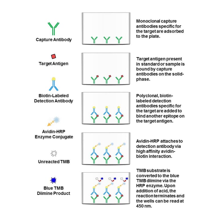 Protocol Diagram - Rat SCF ELISA Kit (OK-0213) - Antibodies.com