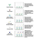 Protocol Diagram - Rat SCF ELISA Kit (OK-0213) - Antibodies.com