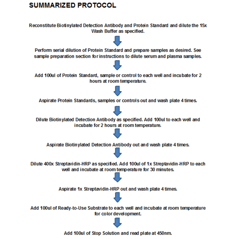 Protocol Summary - Rat SCF ELISA Kit (OK-0213) - Antibodies.com