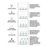 Protocol Diagram - Rat MIP-1 alpha ELISA Kit (OK-0211) - Antibodies.com