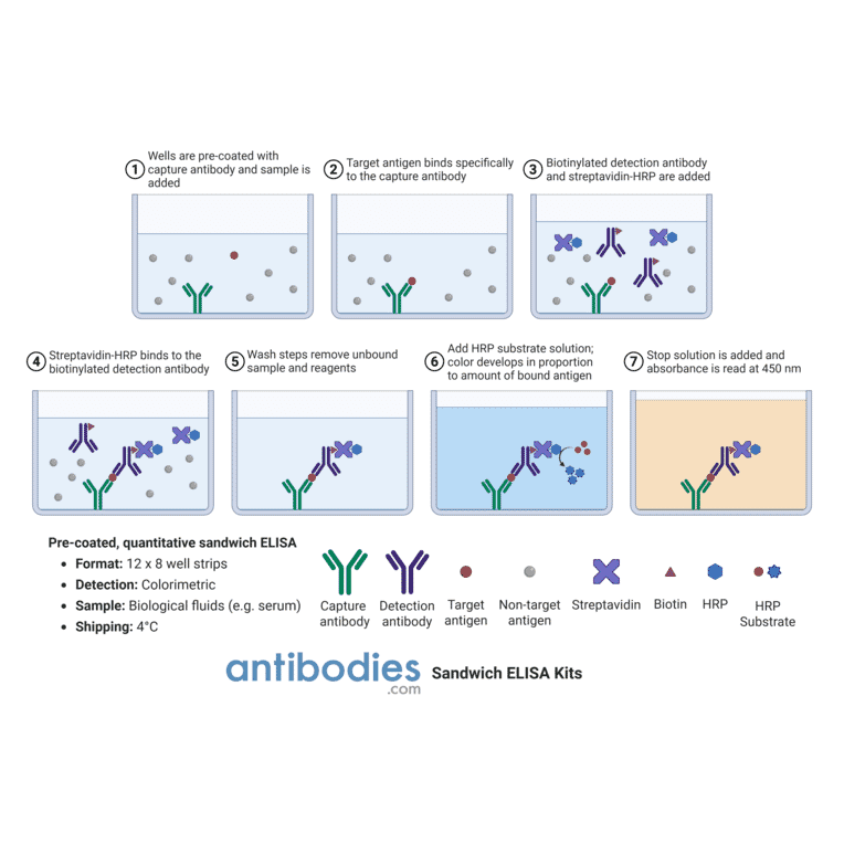 Protocol Diagram - Murine IL-21 ELISA Kit (OK-0184) - Antibodies.com