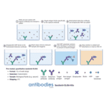 Protocol Diagram - Murine IL-13 ELISA Kit (OK-0179) - Antibodies.com
