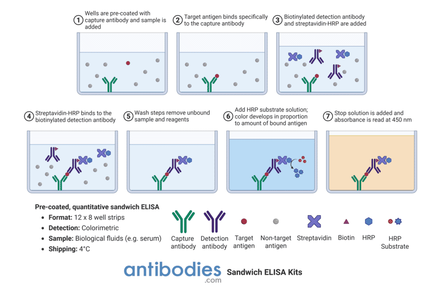 Protocol Diagram - Human IL-1 beta ELISA Kit (OK-0227) - Antibodies.com