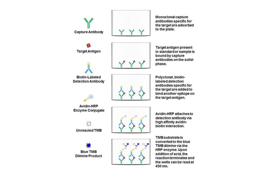 Protocol Summary - Human Galectin 3 ELISA Kit (OK-0331) - Antibodies.com