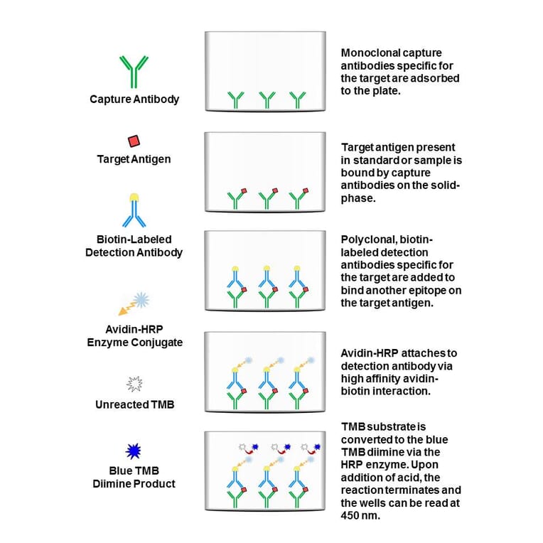 Protocol Diagram - Human CNTF ELISA Kit (OK-0108) - Antibodies.com