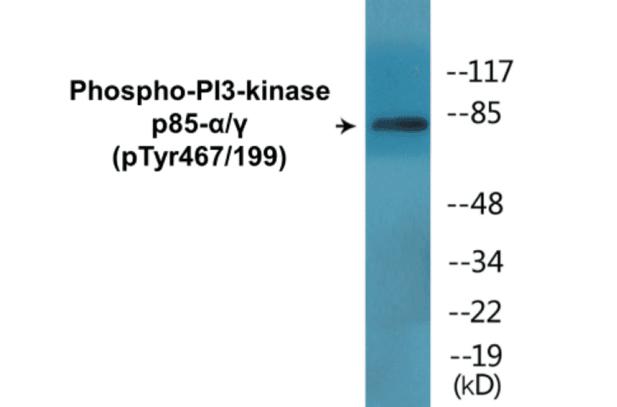 Western Blot - PI3-kinasep85 alpha + Gamma (phospho Tyr467 + Tyr199) Cell Based ELISA Kit (CBP1475) - Antibodies.com