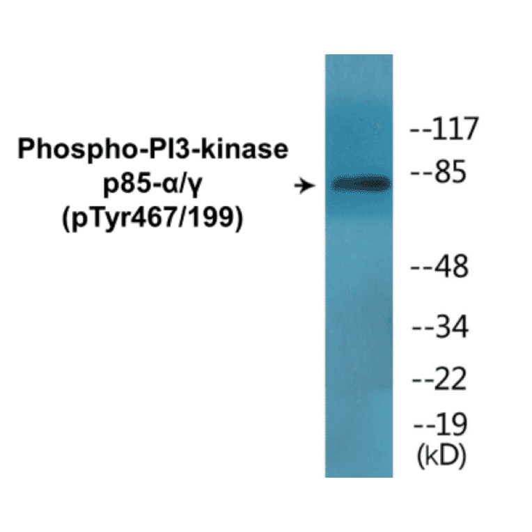 Western Blot - PI3-kinasep85 alpha + Gamma (phospho Tyr467 + Tyr199) Cell Based ELISA Kit (CBP1475) - Antibodies.com