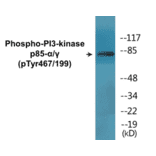 Western Blot - PI3-kinasep85 alpha + Gamma (phospho Tyr467 + Tyr199) Cell Based ELISA Kit (CBP1475) - Antibodies.com