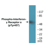 Western Blot - Interferon gamma Receptor alpha (phospho Tyr457) Cell Based ELISA Kit (CBP1383) - Antibodies.com