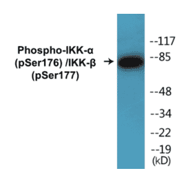 Western Blot - IKK alpha (phospho Ser176) + IKK beta (phospho Ser177) Cell Based ELISA Kit (CBP1127) - Antibodies.com
