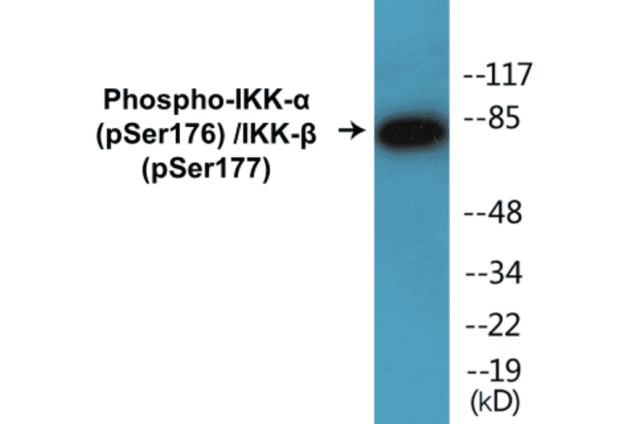 Western Blot - IKK alpha (phospho Ser176) + IKK beta (phospho Ser177) Cell Based ELISA Kit (CBP1127) - Antibodies.com