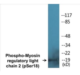 Western Blot - Myosin regulatory light chain 2 (phospho Ser18) Cell Based ELISA Kit (CBP1263) - Antibodies.com