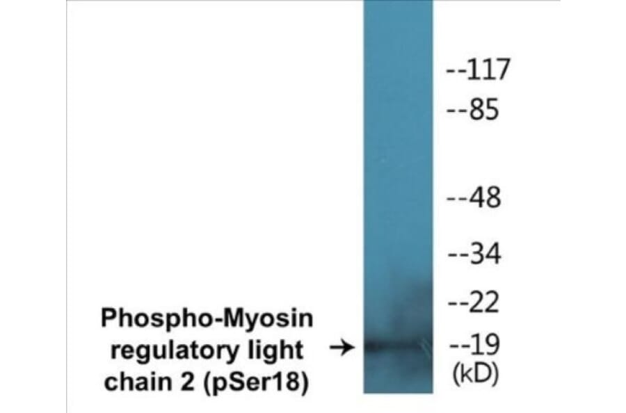 Western Blot - Myosin regulatory light chain 2 (phospho Ser18) Cell Based ELISA Kit (CBP1263) - Antibodies.com