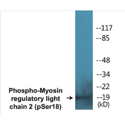 Western Blot - Myosin regulatory light chain 2 (phospho Ser18) Cell Based ELISA Kit (CBP1263) - Antibodies.com