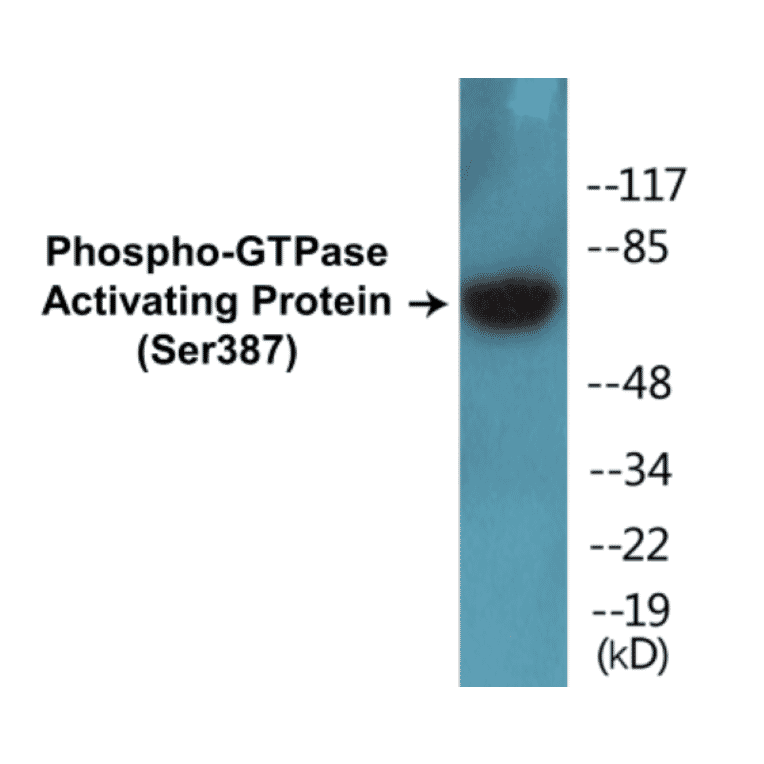 Western Blot - GTPase Activating Protein (phospho Ser387) Cell Based ELISA Kit (CBP1407) - Antibodies.com