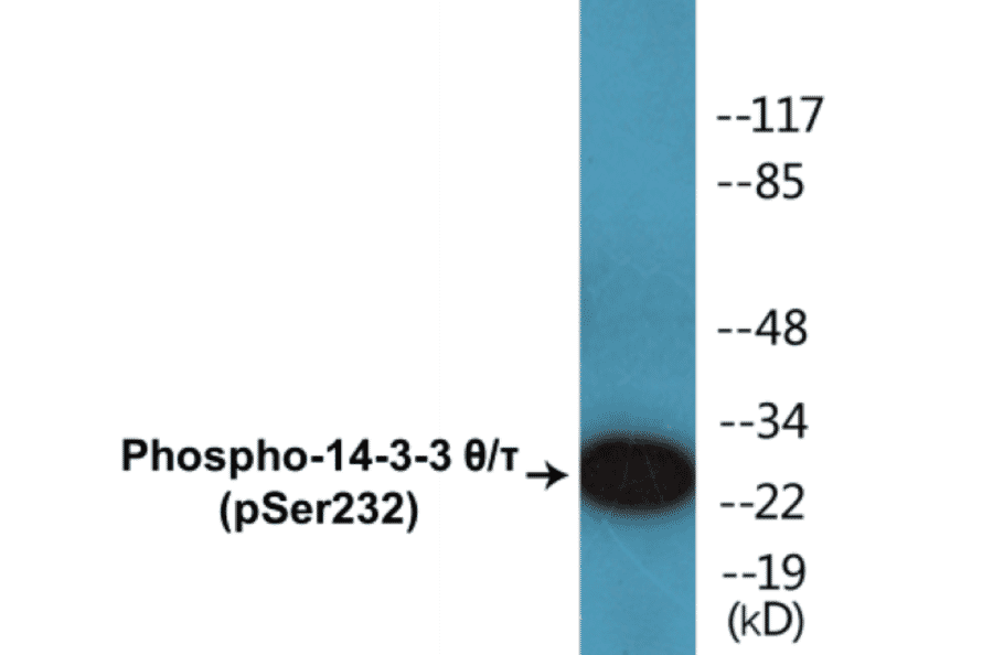 Western Blot - 14-3-3 theta + tau (phospho Ser232) Cell Based ELISA Kit (CBP1284) - Antibodies.com