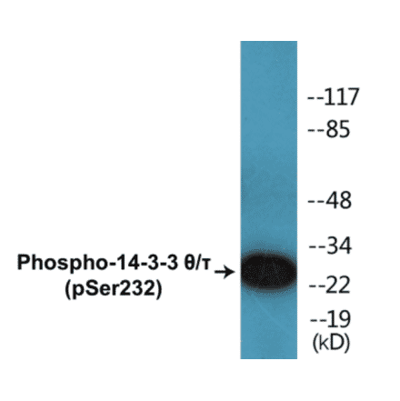 Western Blot - 14-3-3 theta + tau (phospho Ser232) Cell Based ELISA Kit (CBP1284) - Antibodies.com