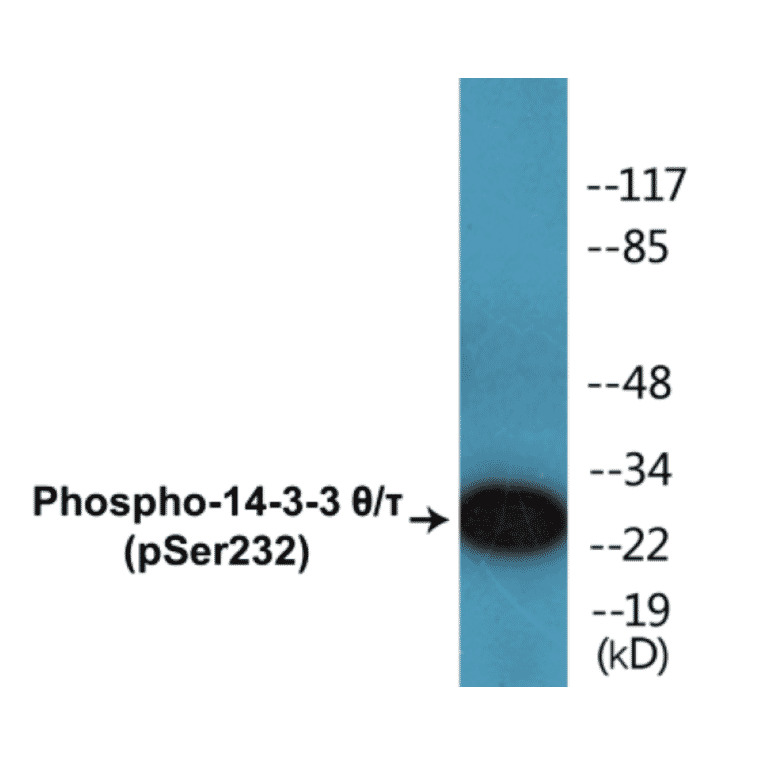 Western Blot - 14-3-3 theta + tau (phospho Ser232) Cell Based ELISA Kit (CBP1284) - Antibodies.com