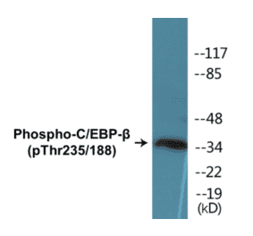 Western Blot - CEBP beta (phospho Thr235 + Thr188) Cell Based ELISA Kit (CBP1050) - Antibodies.com