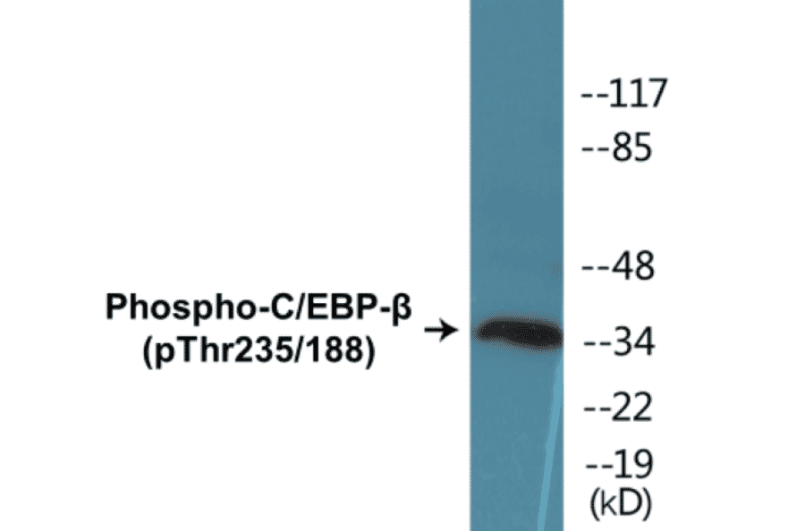 Western Blot - CEBP beta (phospho Thr235 + Thr188) Cell Based ELISA Kit (CBP1050) - Antibodies.com
