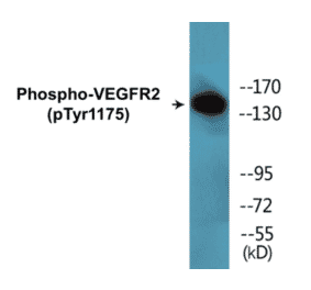 Western Blot - VEGFR2 (phospho Tyr1175) Cell Based ELISA Kit (CBP1705) - Antibodies.com