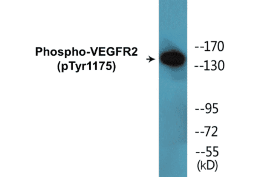 Western Blot - VEGFR2 (phospho Tyr1175) Cell Based ELISA Kit (CBP1705) - Antibodies.com