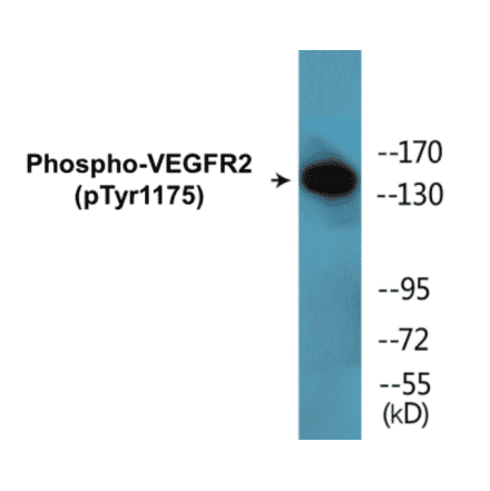 Western Blot - VEGFR2 (phospho Tyr1175) Cell Based ELISA Kit (CBP1705) - Antibodies.com