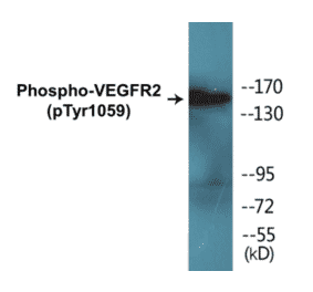 Western Blot - VEGFR2 (phospho Tyr1059) Cell Based ELISA Kit (CBP1230) - Antibodies.com