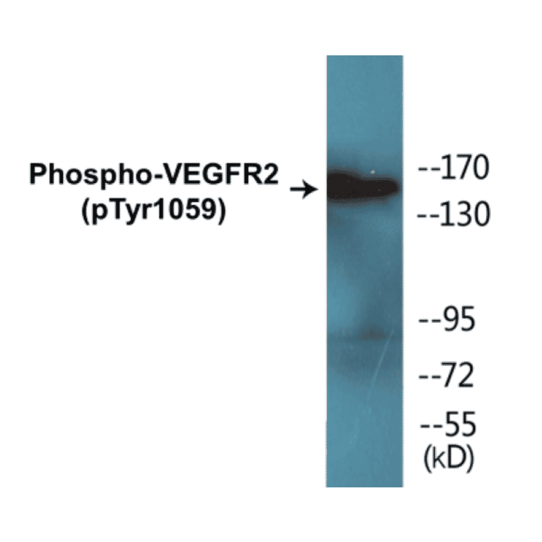 Western Blot - VEGFR2 (phospho Tyr1059) Cell Based ELISA Kit (CBP1230) - Antibodies.com