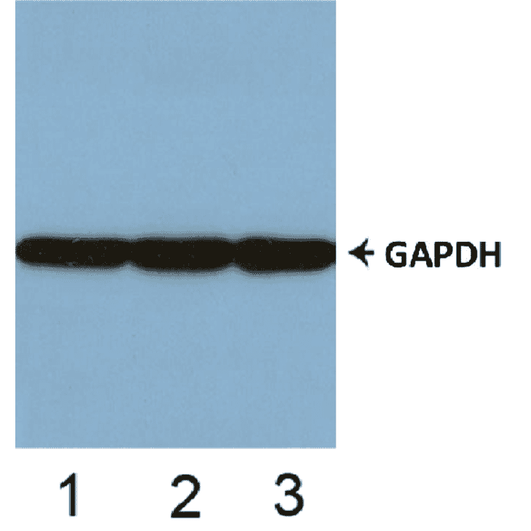 Western Blot - Control Antibody - VEGFR2 (phospho Tyr1059) Cell Based ELISA Kit (CBP1230) - Antibodies.com