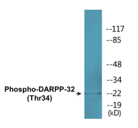 Western Blot - DARPP-32 (phospho Thr34) Cell Based ELISA Kit (CBP1528) - Antibodies.com