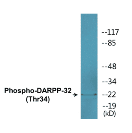Western Blot - DARPP-32 (phospho Thr34) Cell Based ELISA Kit (CBP1528) - Antibodies.com