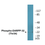 Western Blot - DARPP-32 (phospho Thr34) Cell Based ELISA Kit (CBP1528) - Antibodies.com