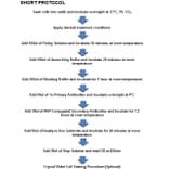 Protocol Summary - DARPP-32 (phospho Thr34) Cell Based ELISA Kit (CBP1528) - Antibodies.com