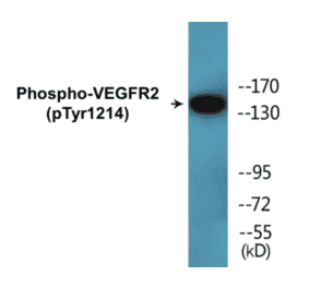 Western Blot - VEGFR2 (phospho Tyr1214) Cell Based ELISA Kit (CBP1706) - Antibodies.com
