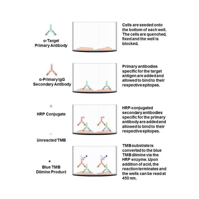 Protocol Diagram - VEGFR2 (phospho Tyr1214) Cell Based ELISA Kit (CBP1706) - Antibodies.com