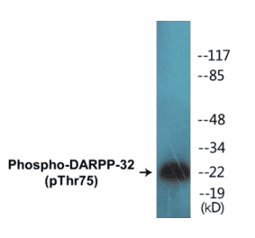 Western Blot - DARPP-32 (phospho Thr75) Cell Based ELISA Kit (CBP1007) - Antibodies.com