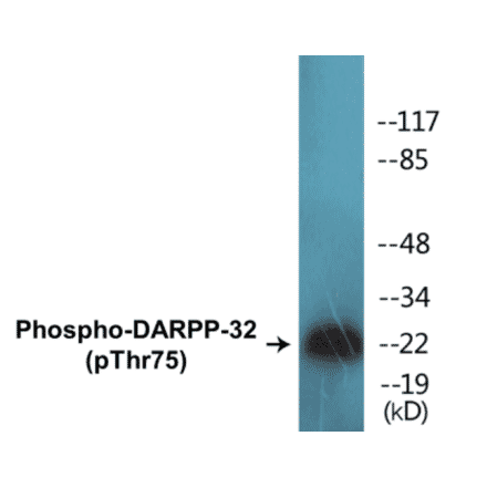 Western Blot - DARPP-32 (phospho Thr75) Cell Based ELISA Kit (CBP1007) - Antibodies.com
