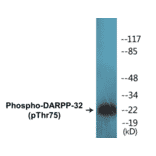 Western Blot - DARPP-32 (phospho Thr75) Cell Based ELISA Kit (CBP1007) - Antibodies.com